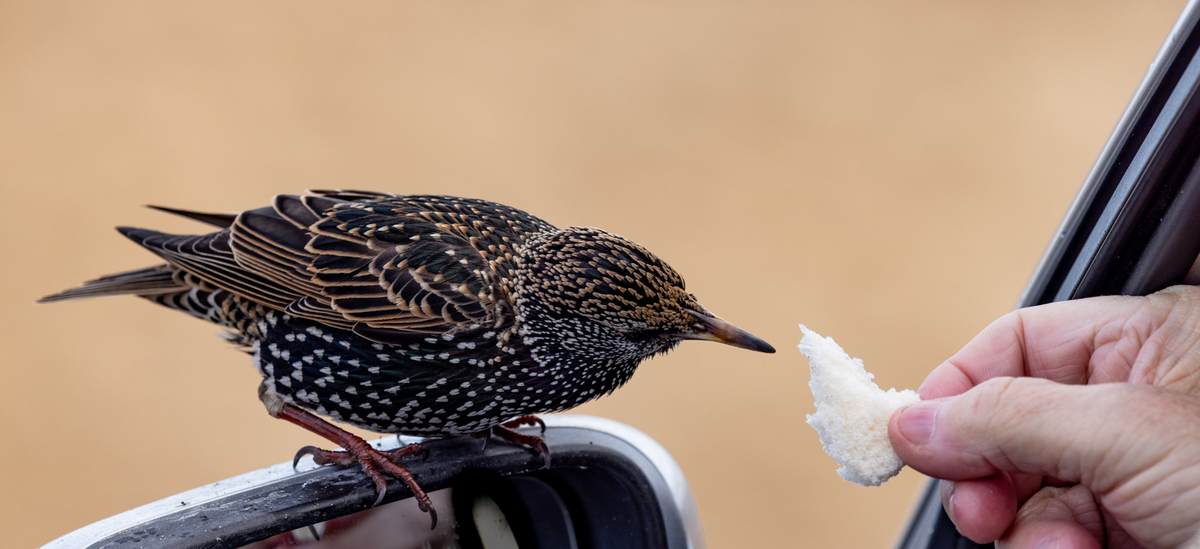 The Hand of Man - Dan Johnson